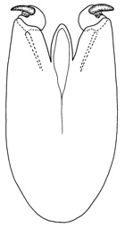 maurus